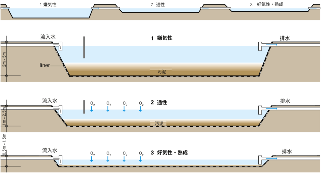 嫌気性池、通性池、好気性（成熟）池の3段構成からなる安定化池の断面図。上図では3つの池が直列に配置され、下図ではそれぞれの構造を拡大して示している。嫌気性池は深さ2〜5mで汚泥が堆積し、酸素がない状態で有機物を分解する。通性池は深さ1〜2.5mで上層が酸素を取り込み、下層が嫌気状態になる。好気性池は最も浅く（0.5〜1.5m）、全層に太陽光が届いて光合成により酸素が供給され、病原体が除去される。