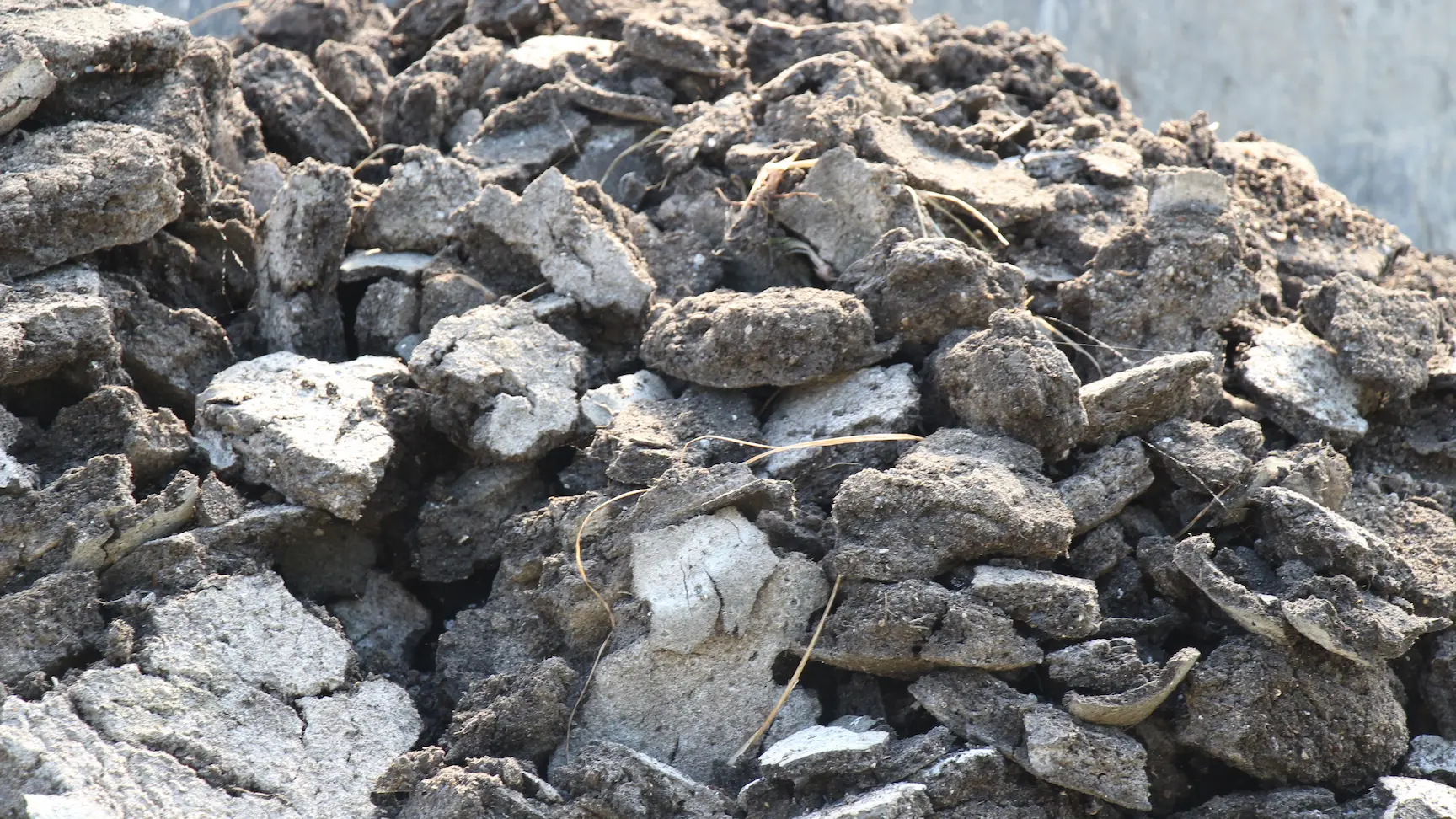 汚泥乾燥床で脱水乾燥された汚泥の写真。一見すると土の塊のように見える。