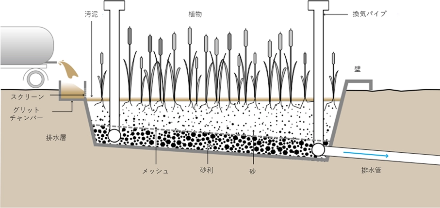 
植栽汚泥乾燥床（Planted Drying Beds）は、砂利や砂の層に湿地植物を植え、汚泥の脱水・乾燥と安定化を同時に行う施設です。

図の左側では、バキュームカーから投入された汚泥がスクリーンとグリットチャンバーを経て、植物が植えられた床面へ広がっています。汚泥の水分は、植物の根が張った砂と砂利の「排水層」を垂直に通り抜け、底部にあるメッシュ状のフィルターを通って排水管から排出されます。また、垂直に伸びる「換気パイプ」が層内の通気性を確保し、植物の蒸散作用と太陽光による乾燥によって、汚泥が長期間かけて分解・堆積していく仕組みを描いています。