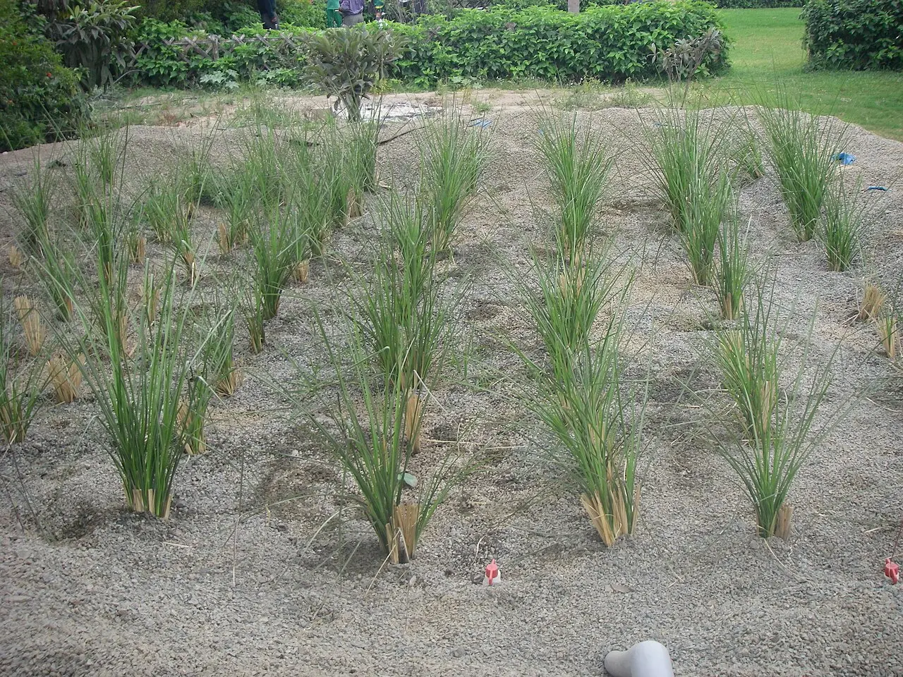 垂直流人工湿地（VF CW）の実例写真です。上部から散布された汚水が、砂利や砂の層を重力に従って垂直に浸透する過程で、空気を取り込みながら効率的に浄化される様子を描いています。写真では砂利の表面に等間隔に植栽された植物の並びを確認できます。