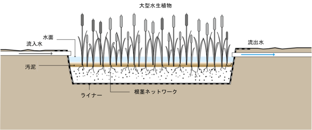 自由水面人口湿地による水処理システムの仕組み図。左側の「流入水」から入った水が、「水面」の下にある「汚泥」層と、植物の「根茎ネットワーク」が広がる濾床を通り、右側の「流出水」へと流れていく。全体が「ライナー」で覆われ、上部には「大型水生植物」が密生している。