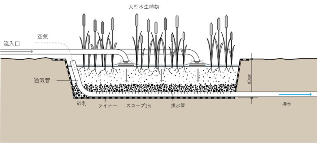 垂直流人工湿地(VF CW)は、汚水を砂利層の表面から散布し、重力によって垂直に浸透させる過程で浄化を行うシステムです。
散布された水が砂利の隙間を通り抜ける際に空気が一緒に引き込まれるため、層内が好気的な状態に保たれ、微生物による有機物分解や窒素(アンモニア)の酸化が効率的に進みます。図には、不透水ライナーで覆われた深さ80cmの槽、空気を送り込む通気管、底部の排水管、そして酸素供給を助ける大型水生植物が描かれており、間欠的な散布によって高い浄化性能を発揮する構造を示しています。