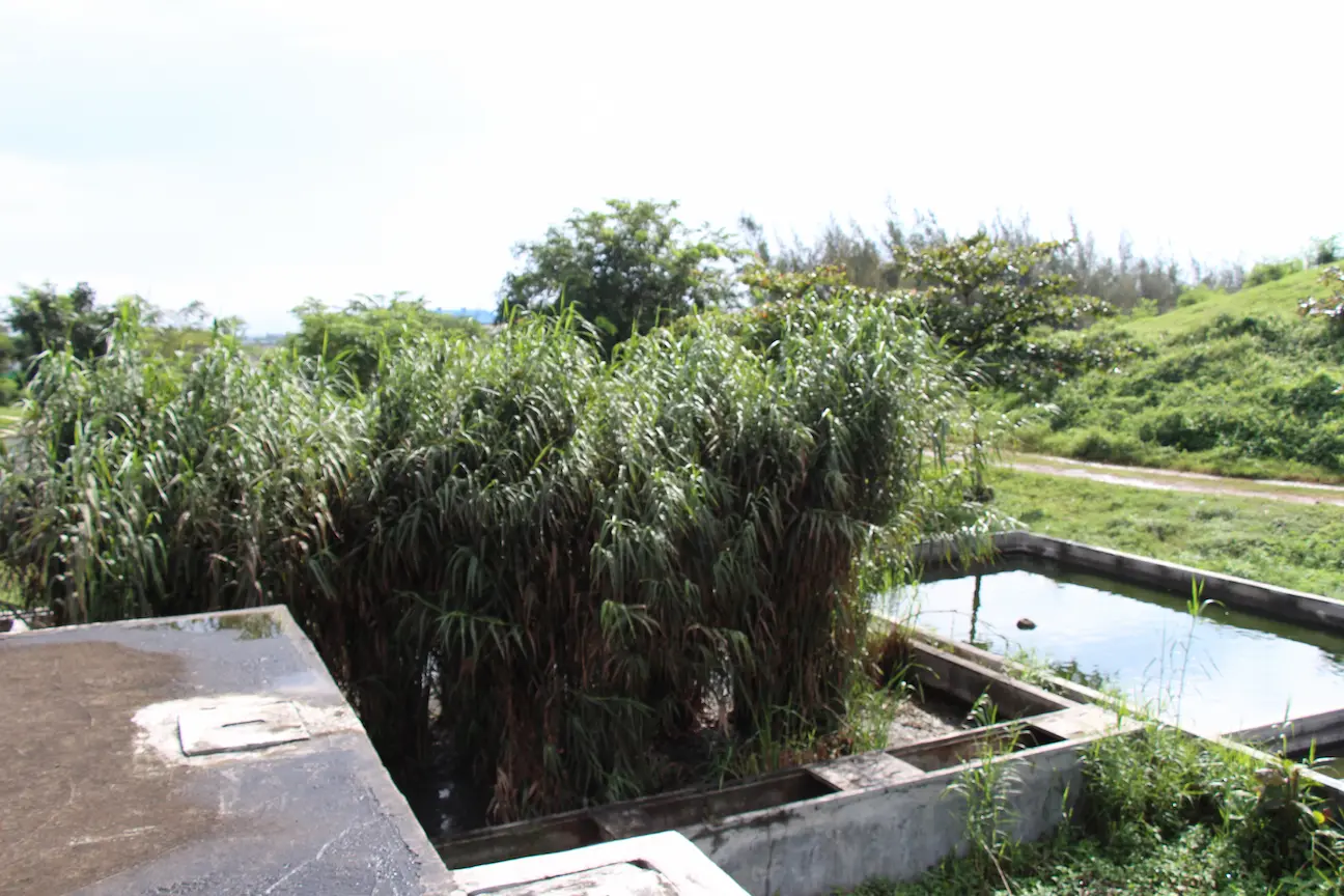 コンクリートで区画された池のような槽に、背の高い水生植物が密生している水平流人工湿地の実写写真。手前にはコンクリートの構造物があり、植物が植えられた槽を通って水が浄化される屋外設備の様子を捉えている。