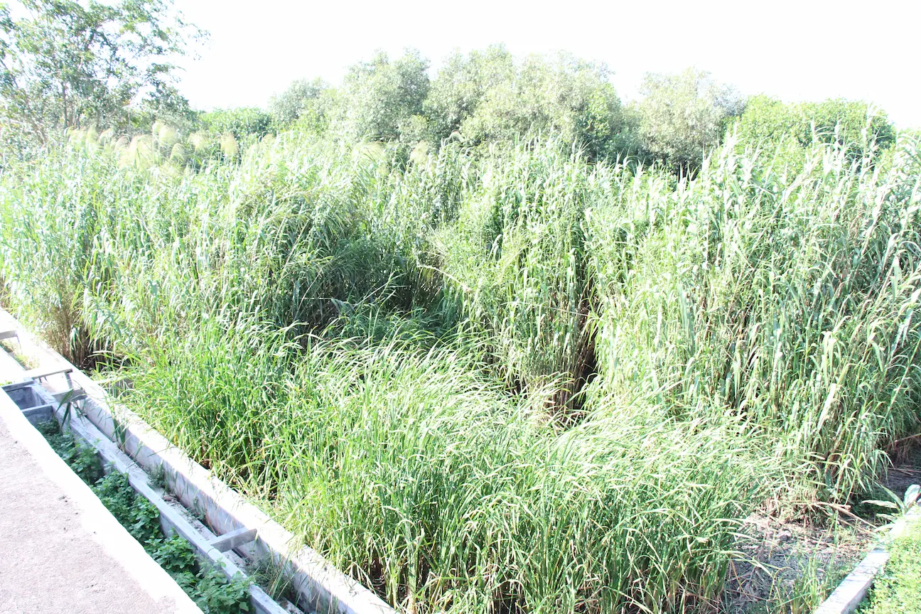 自由水面型人口湿地に群生する水生植物の画像