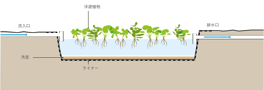 排水処理に利用される「浮遊植物池」の断面構造図です。池の表面には、水面に浮かんで成長する「浮遊植物」がびっしりと並び、水中に長く伸びた根が描かれています。左側の流入口から入った処理水は、植物の根の間を通る過程で栄養分が吸収され浄化されます。池の底には「汚泥」が沈殿し、内部は「ライナー（遮水シート）」で保護されており、右側の排水口から浄化された水が流出する仕組みを表現しています。