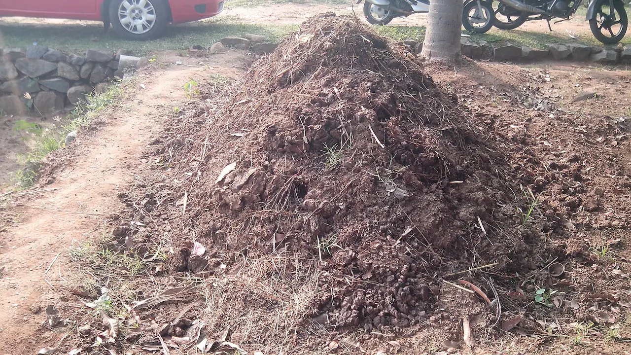 ピット式トイレから取り出された槽内腐植土の写真。山積みにされて施用可能な状態になっています。