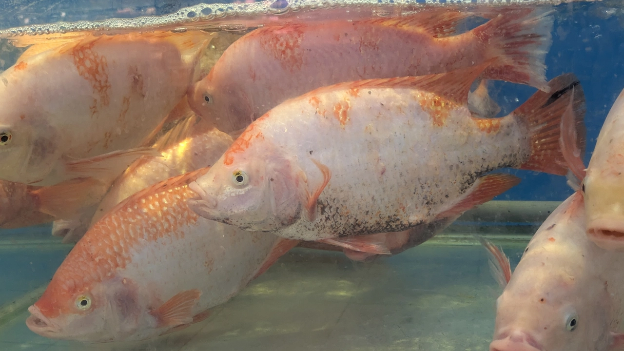 レッドティラピアは、汚染や低酸素状態に対する耐性が非常に強く、排水に含まれる栄養分を吸収して急速に成長するため、養魚池に適した魚です